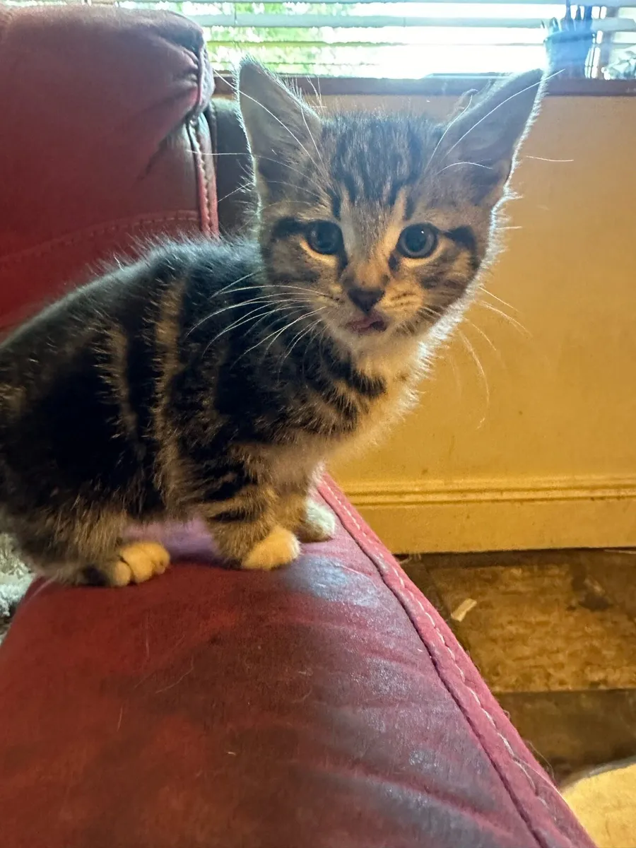 Kittens for sale in Co. Cork for €40 on DoneDeal