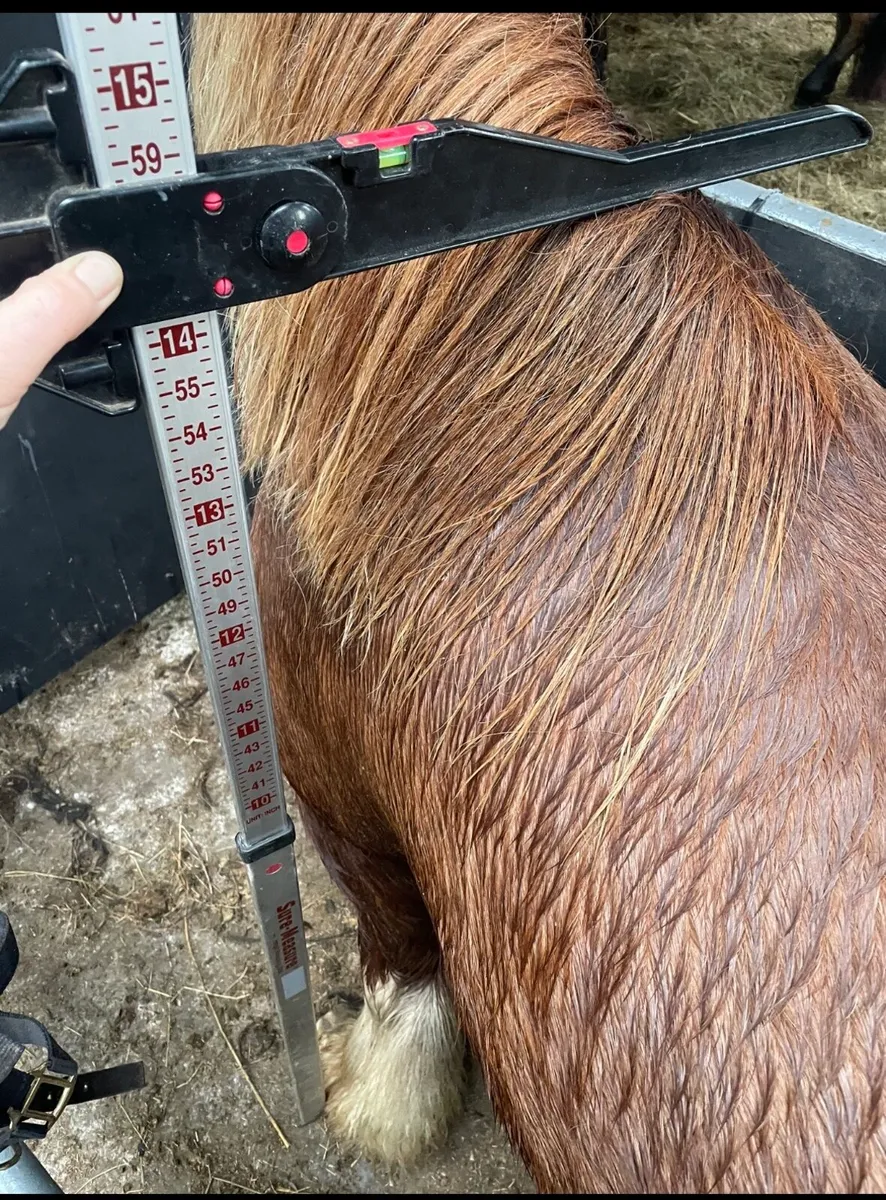 2 Heavy colt foals for sale in Co. Clare for €123 on DoneDeal