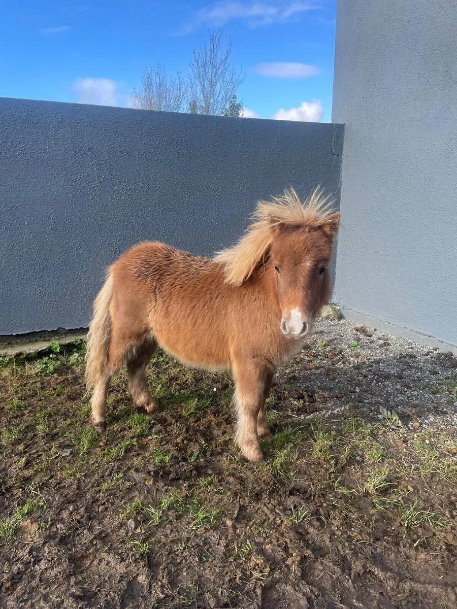 Miniatures for sale in Co. for €1,234 on DoneDeal