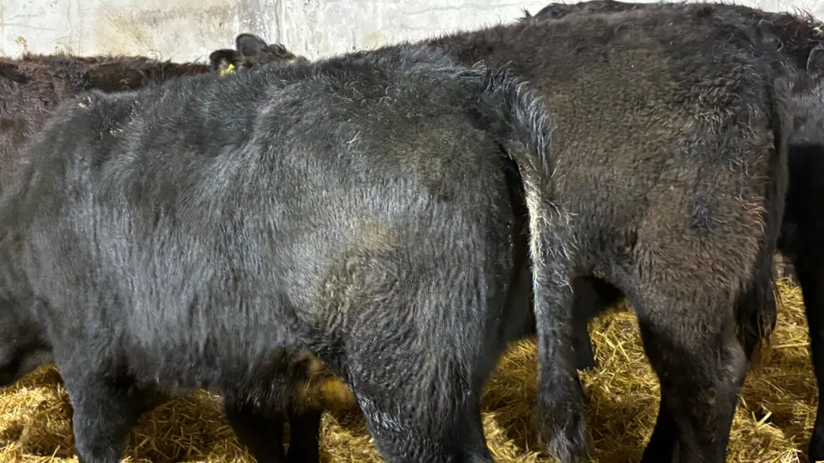 4 Super Suckler Bred Angus Heifer Wealings - Image 3