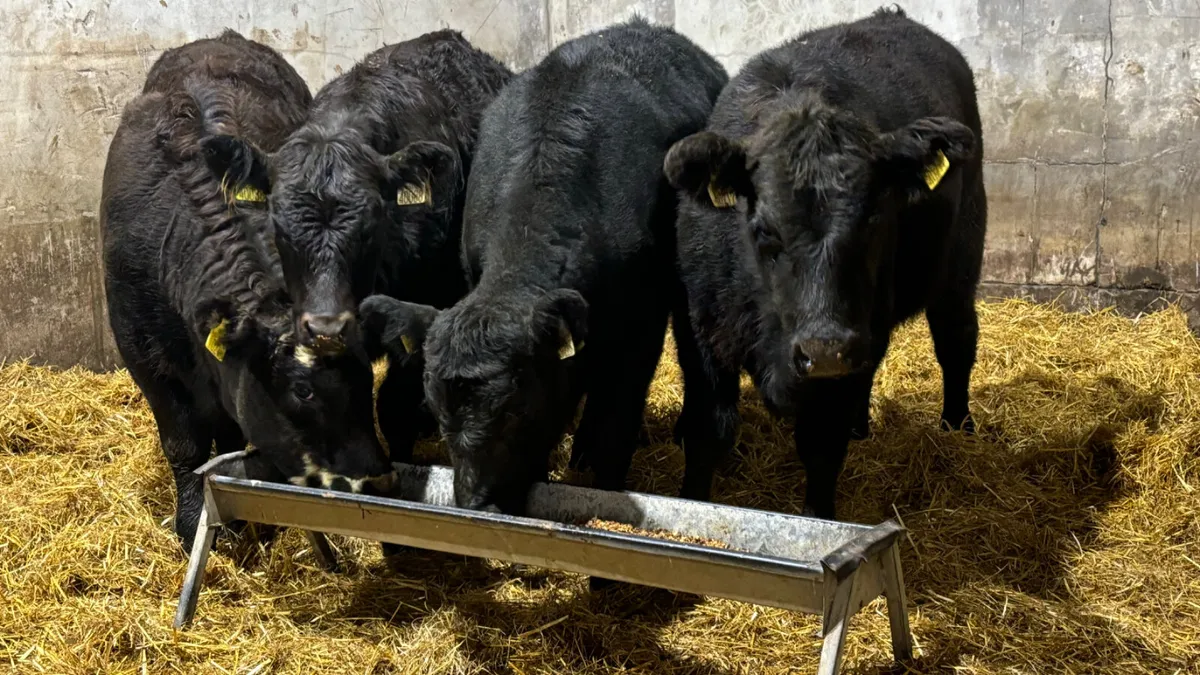 4 Super Suckler Bred Angus Heifer Wealings - Image 1
