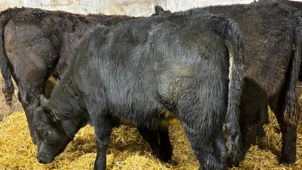 4 Super Suckler Bred Angus Heifer Wealings - Image 4