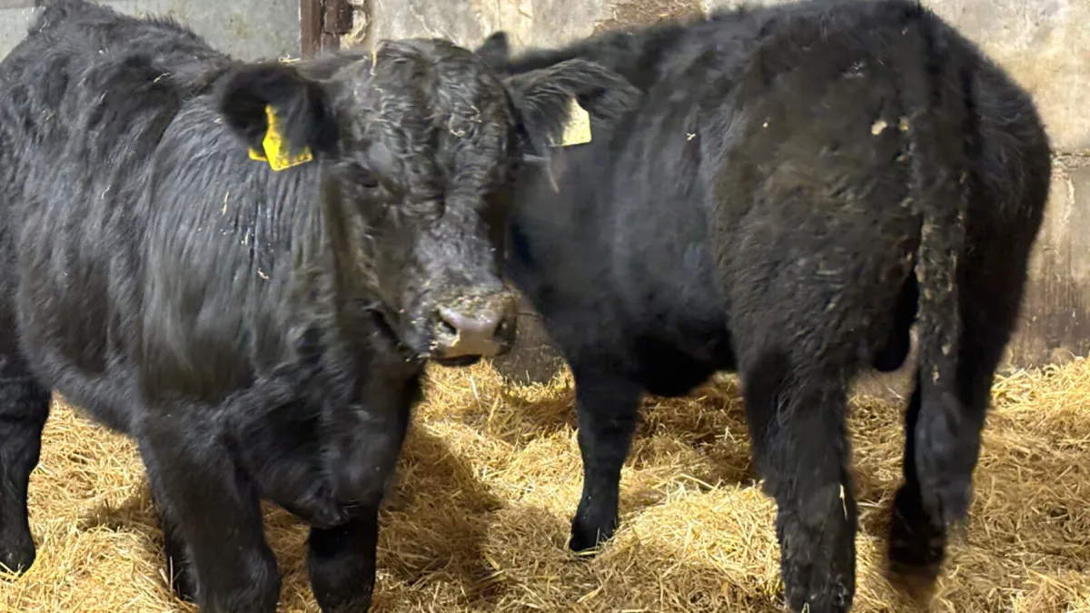 2 Comrade Suckler Angus Bull Wealings - Image 4