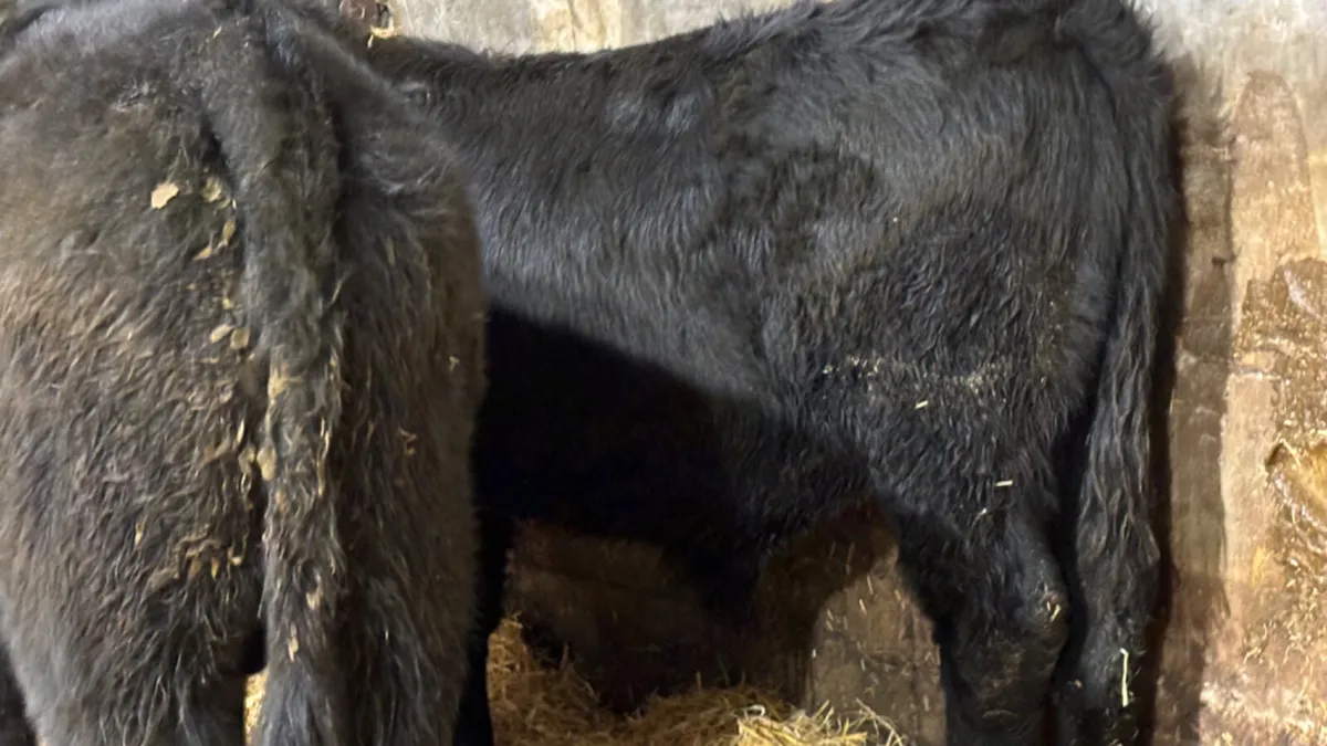 2 Comrade Suckler Angus Bull Wealings - Image 3