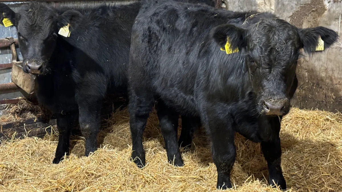2 Comrade Suckler Angus Bull Wealings - Image 1