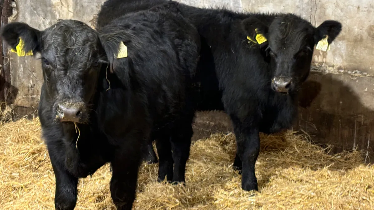2 Comrade Suckler Angus Bull Wealings - Image 2