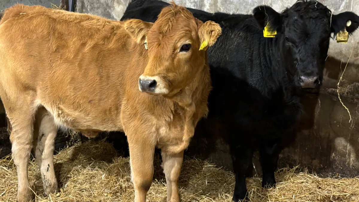2 Continental Heifer Wealings - Image 4