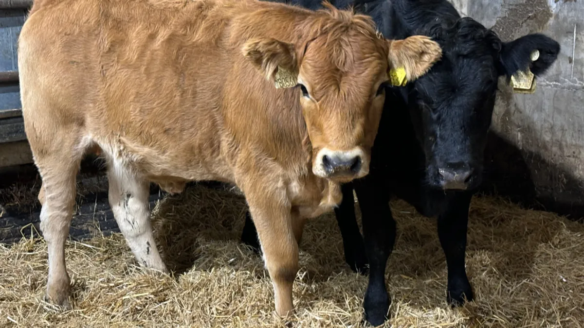 2 Continental Heifer Wealings - Image 2