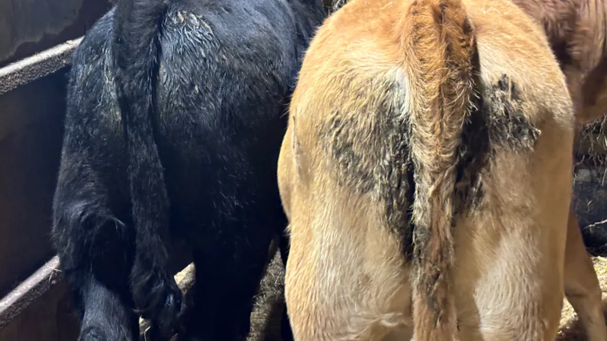 2 Continental Heifer Wealings - Image 3