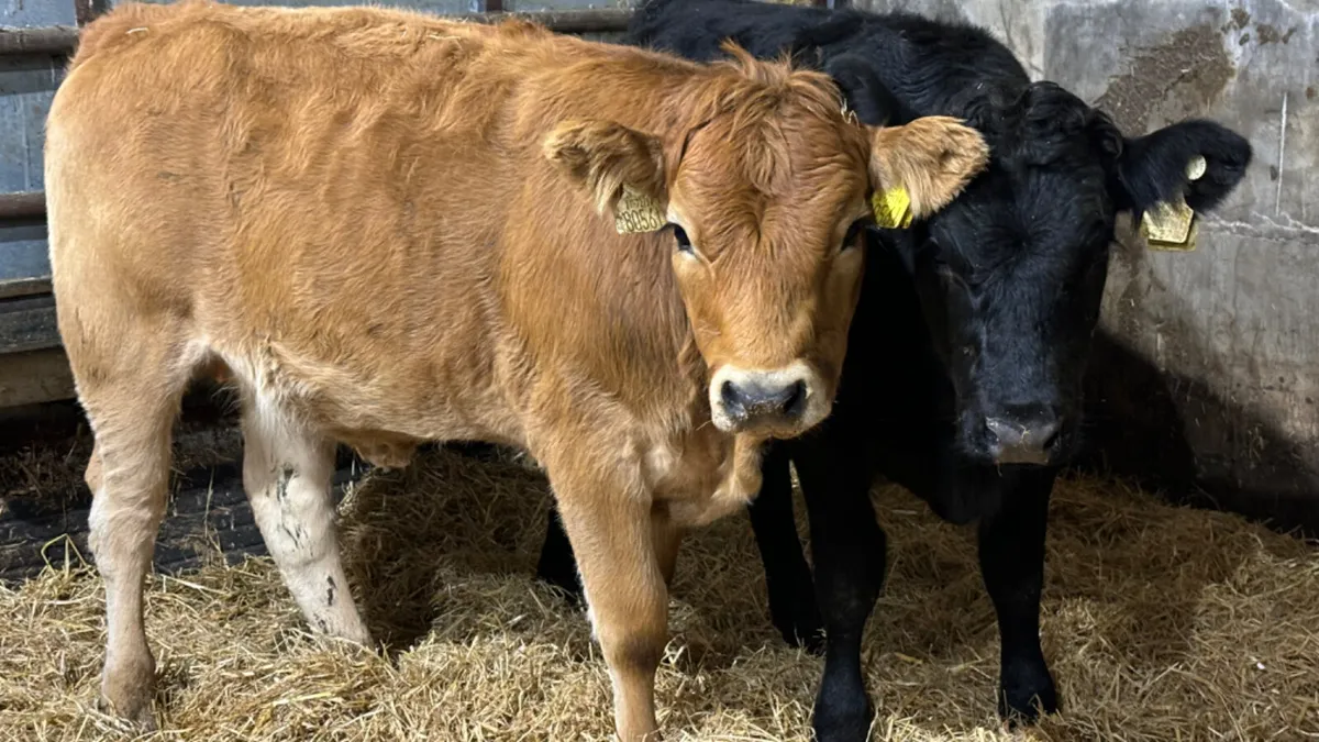 2 Continental Heifer Wealings - Image 1