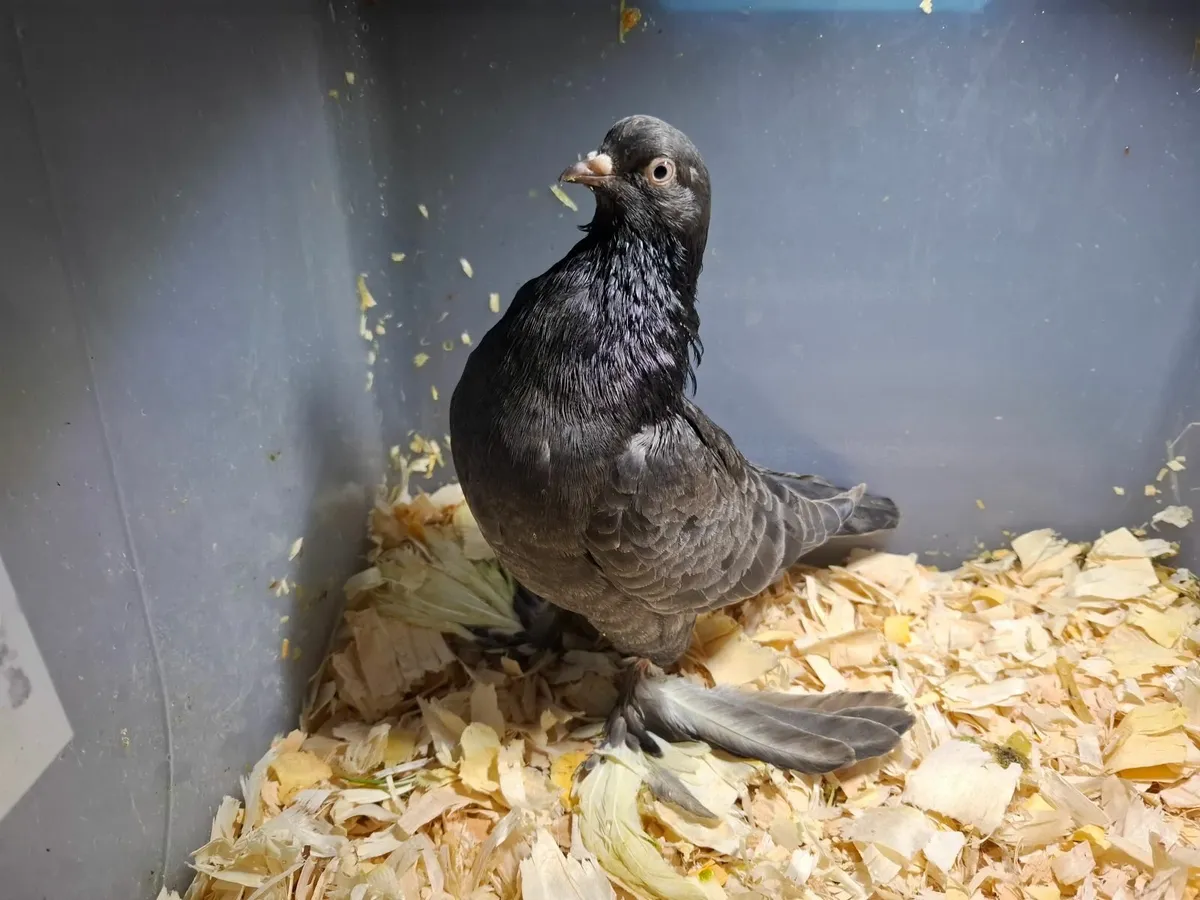 10 IRISH FLYING TUMBLERS n Killarney/Cork for sale in Co. Kerry for €15