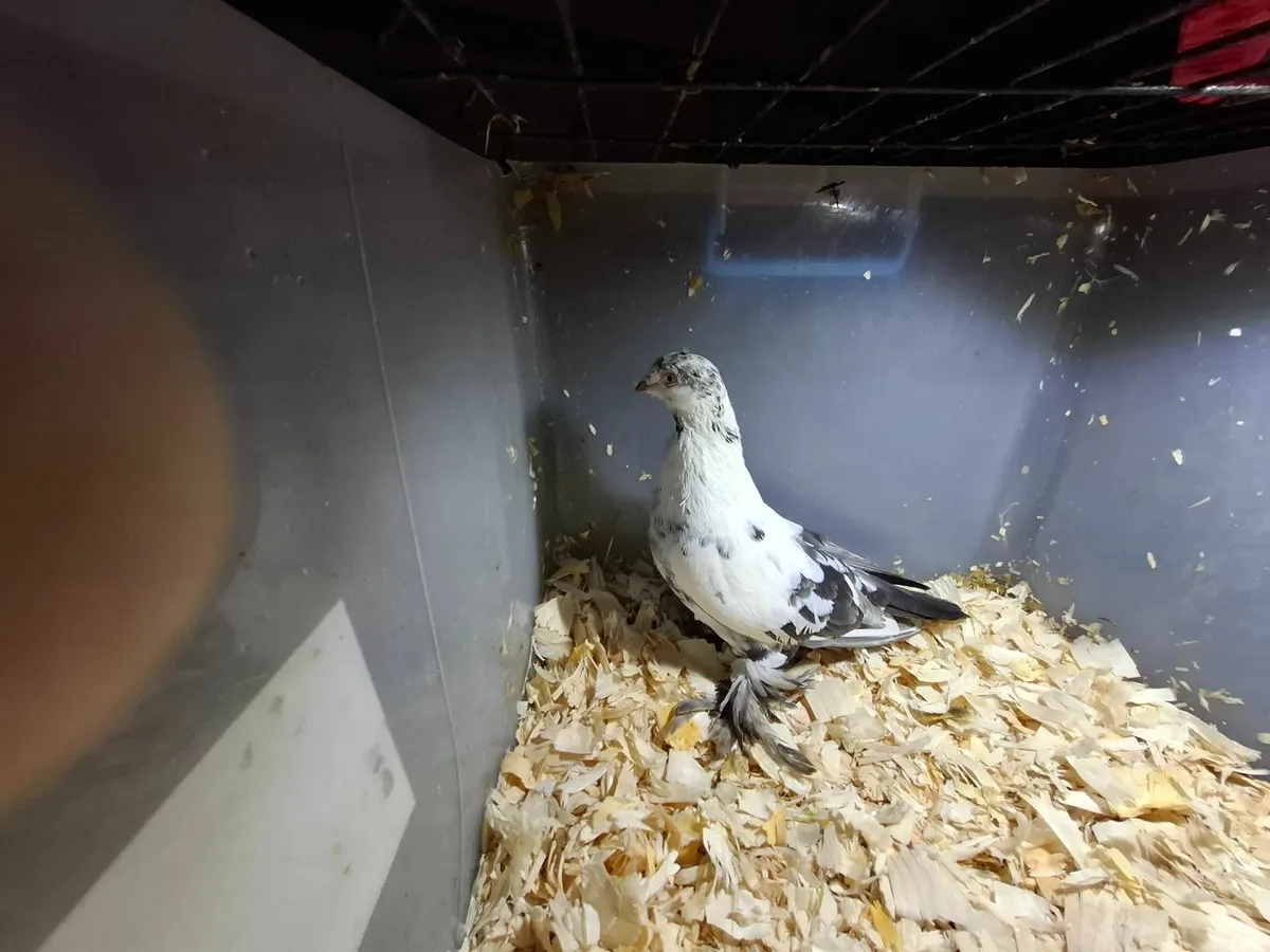 10 IRISH FLYING TUMBLERS n Killarney/Cork for sale in Co. Kerry for €15