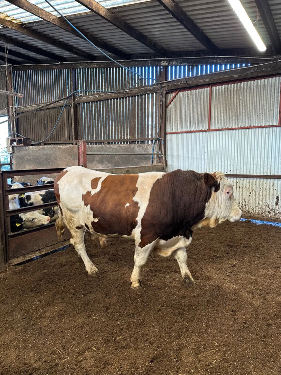 Pedigree Montbeliarde Bull for sale in Co. Derry for £1 on DoneDeal
