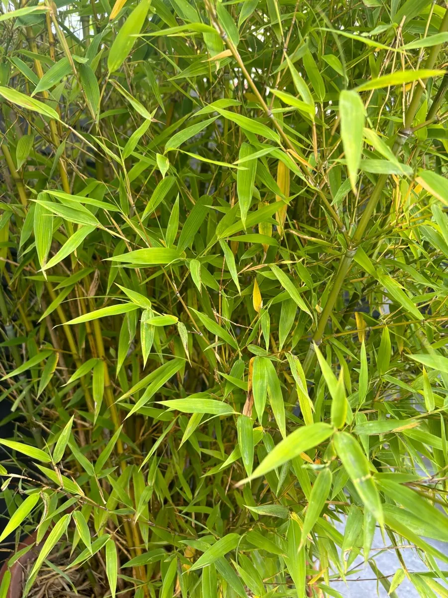 Bamboo Plants in Italian Terracotta Pots for sale in Co. Dublin for €