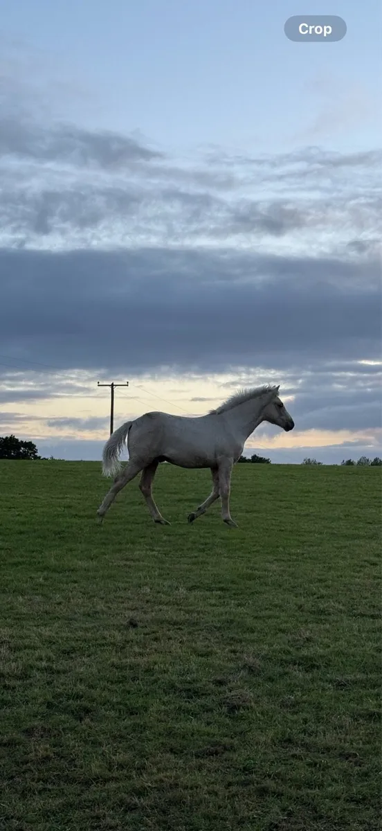 3 Connemara foals for sale in Co. Clare for €1,234 on DoneDeal