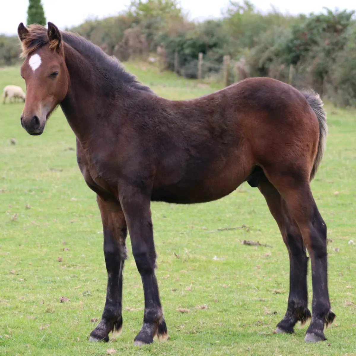 Ish foals for sale in Co. Offaly for €123 on DoneDeal