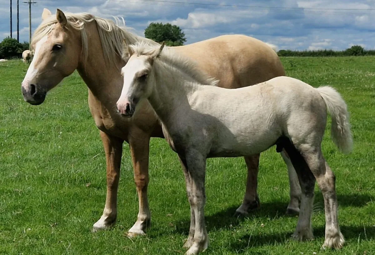 Ish foals for sale in Co. Offaly for €123 on DoneDeal