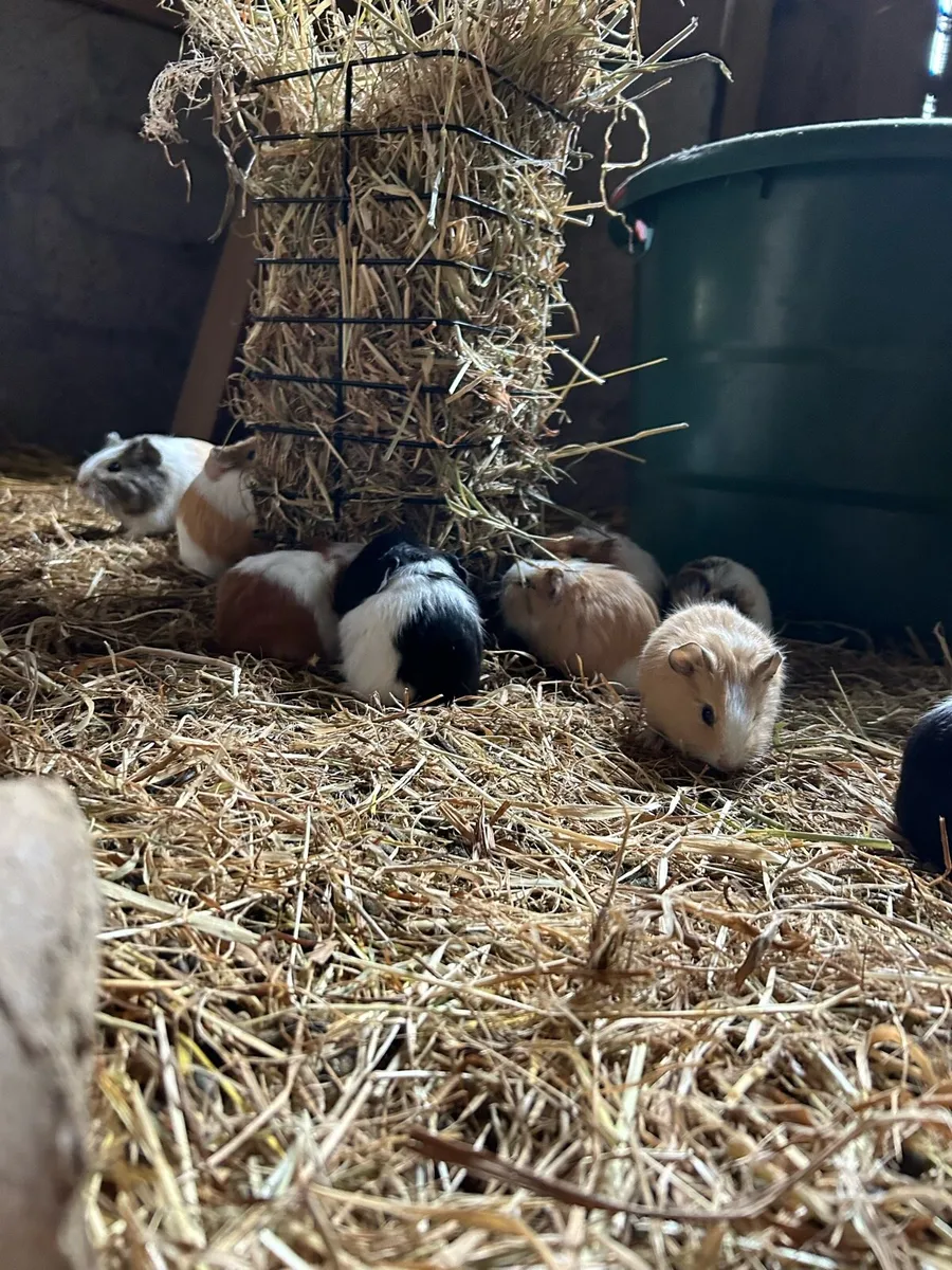 Guinea pigs - Image 2