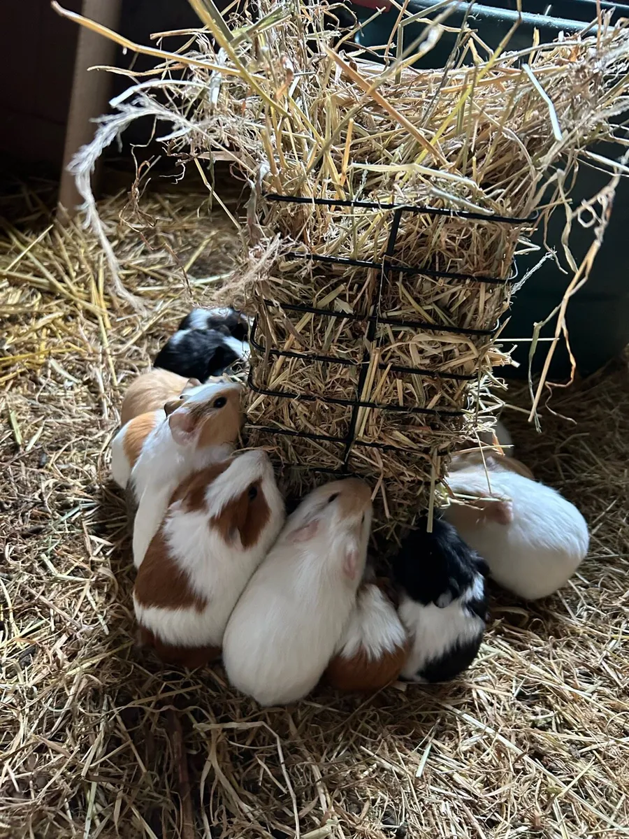 Guinea pigs - Image 1