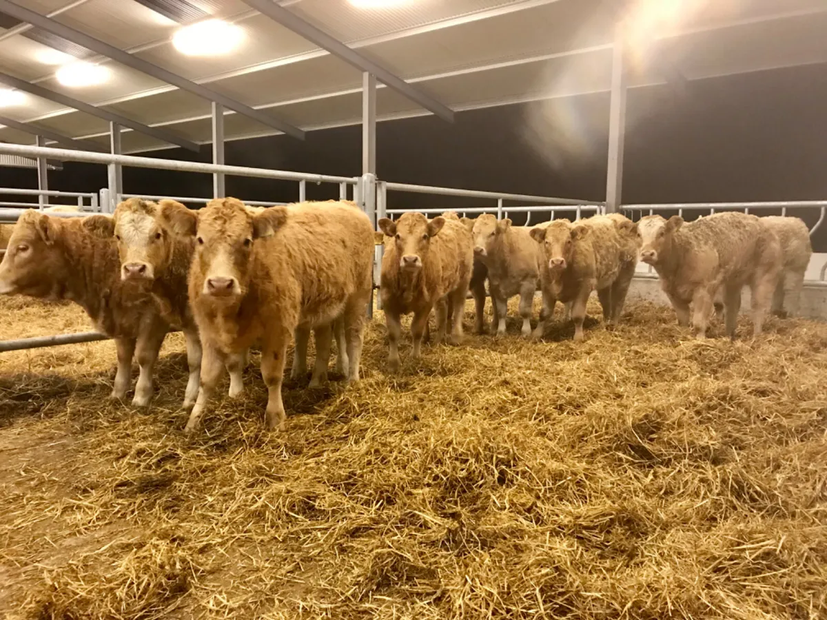 300kg Heifers Top Quality - Image 1