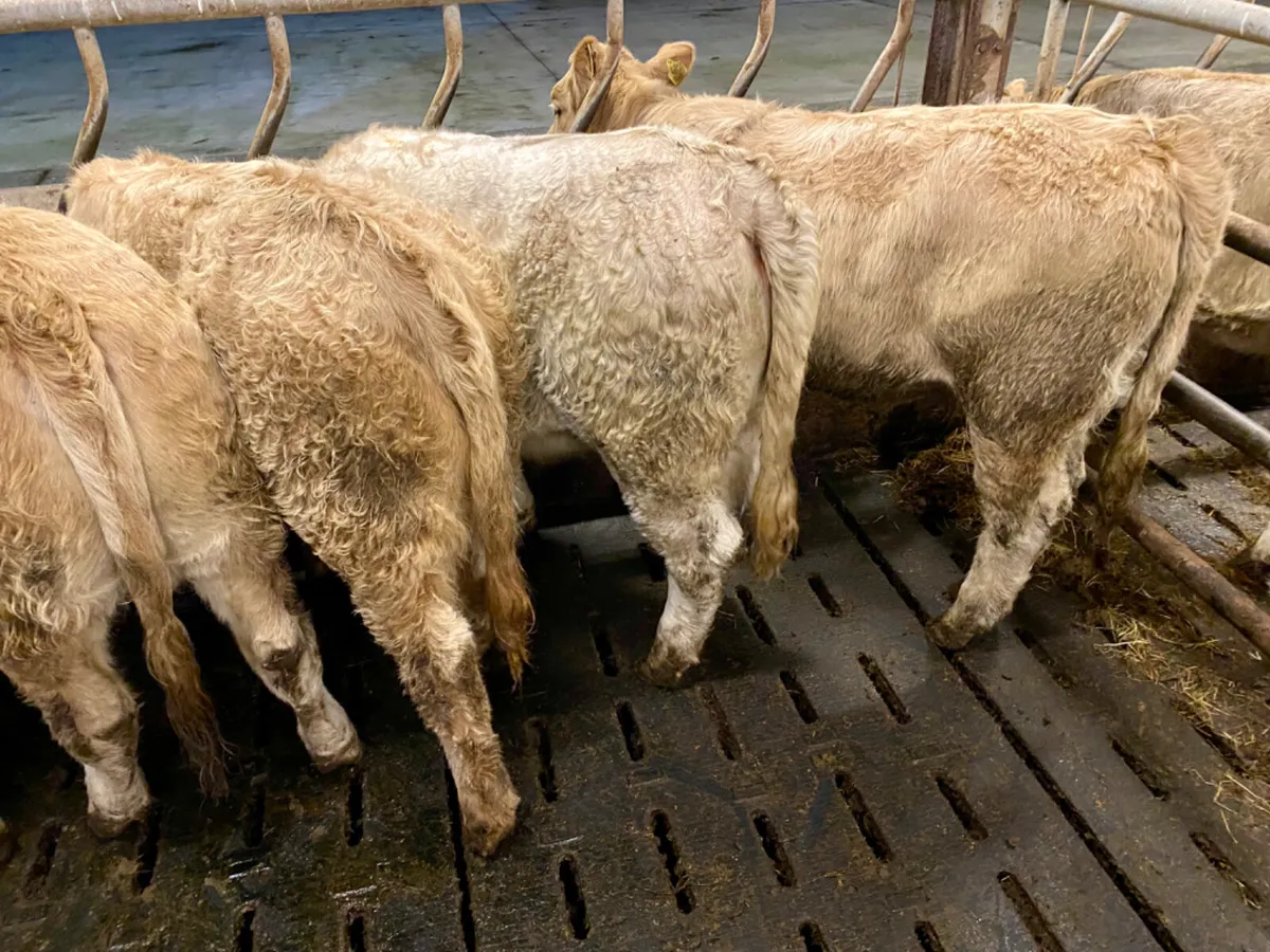 Kilfenora Heifers - Image 4