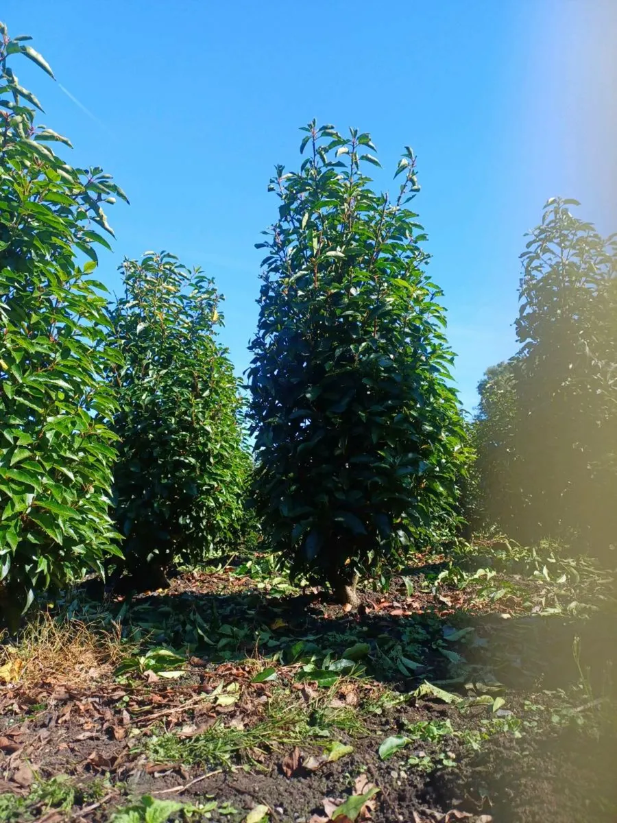 Portuguese laurel hedging - Image 2