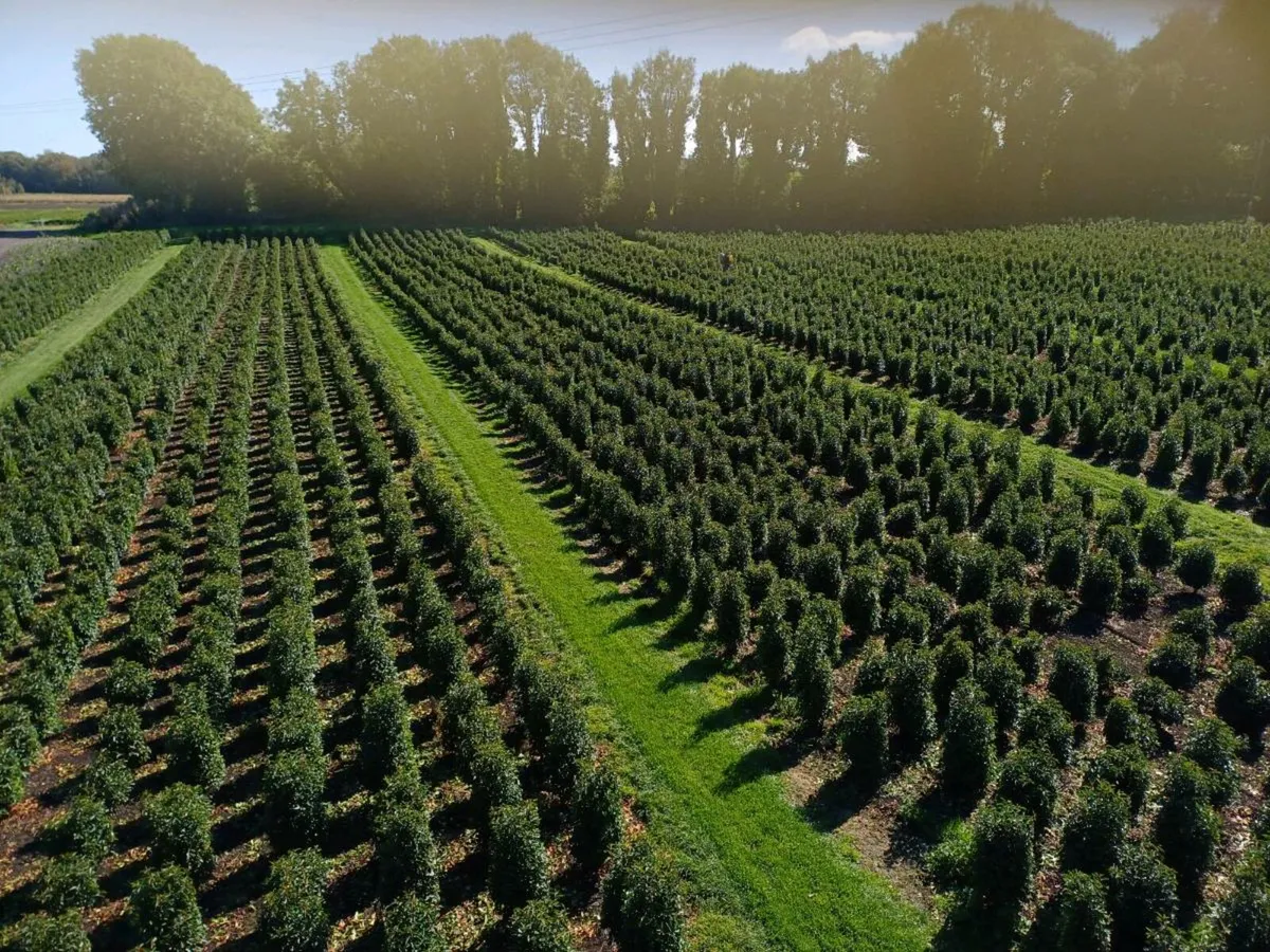 Portuguese laurel hedging - Image 1