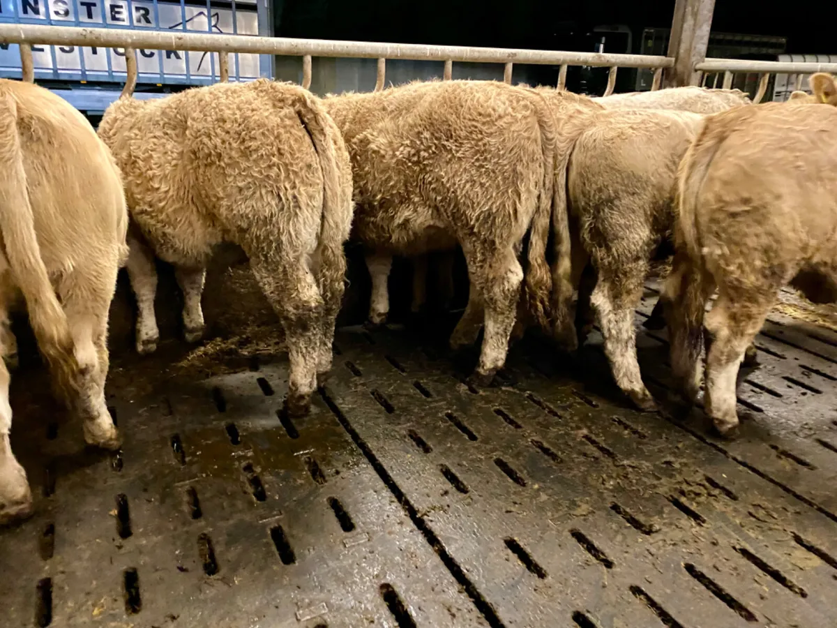 Super Charolais Heifers from the West - Image 2