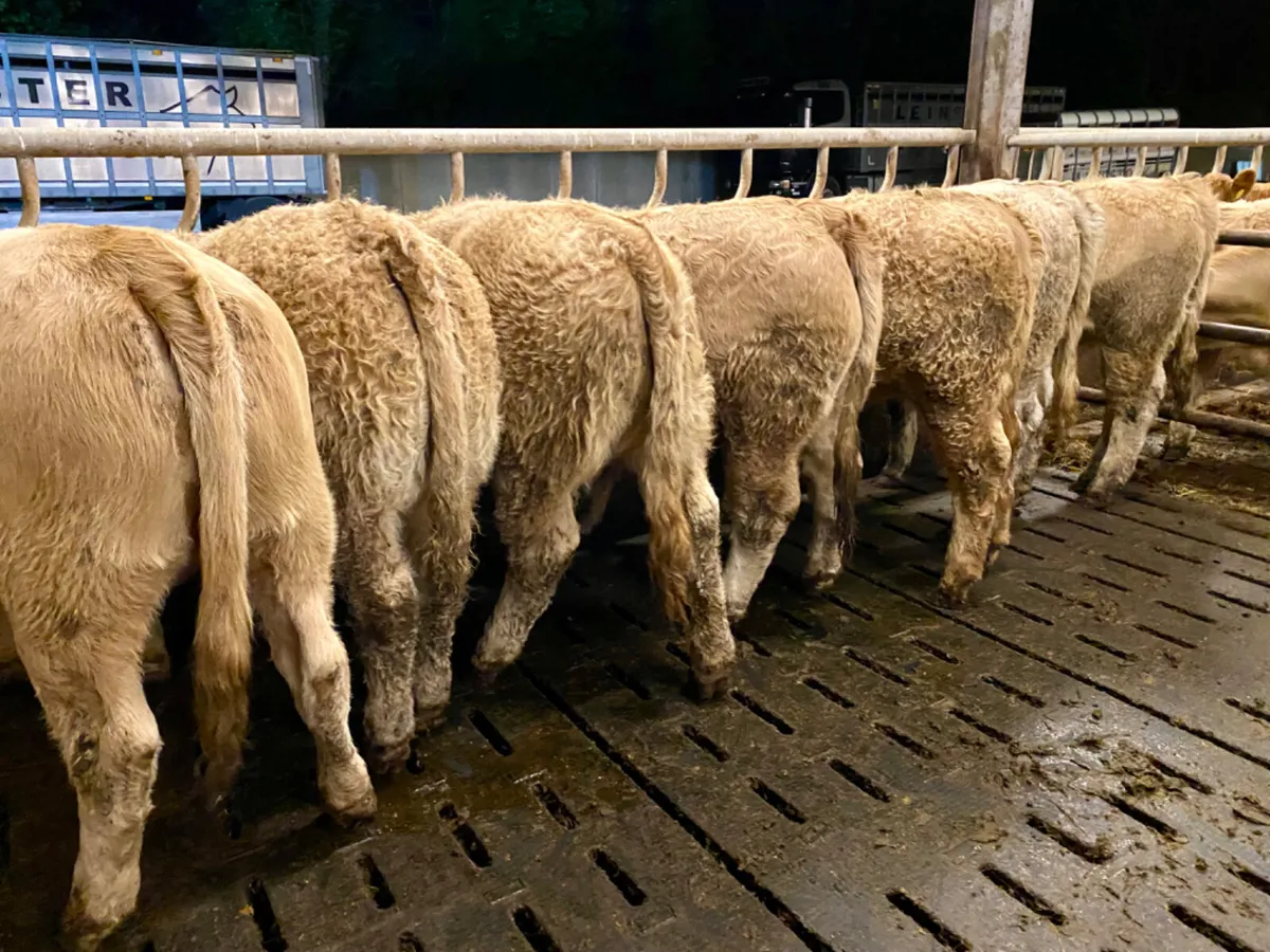 Kilfenora Heifers - Image 1