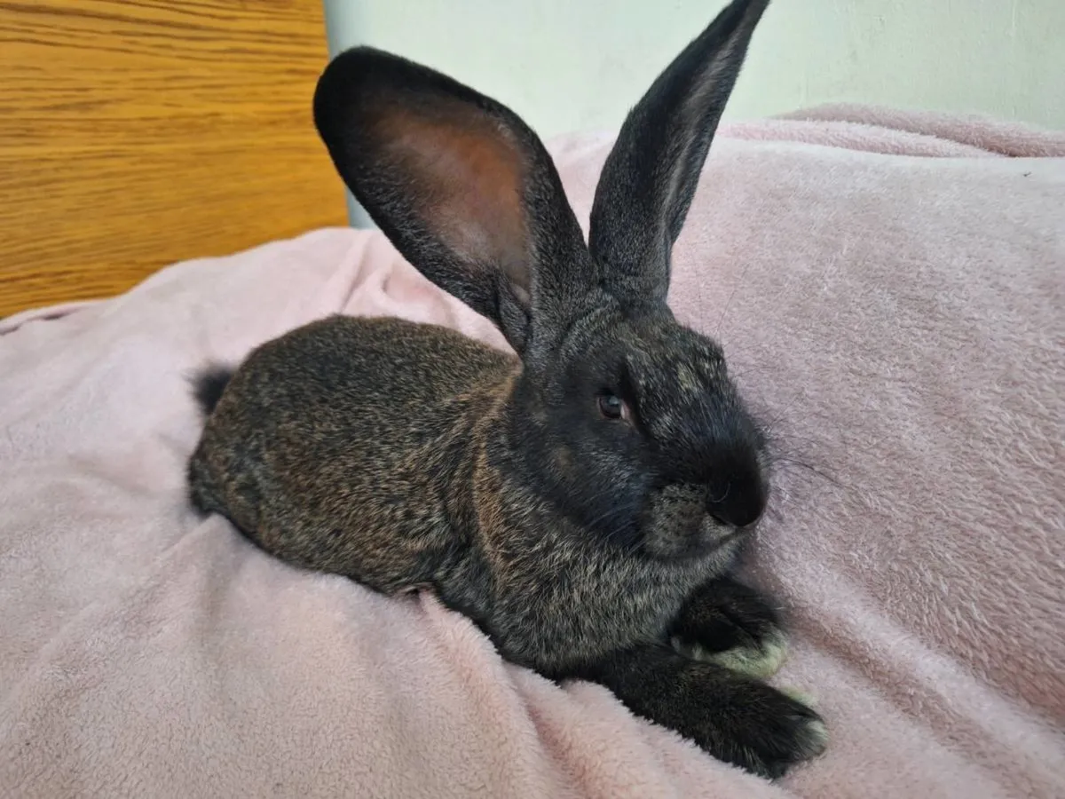 Giant rabbits - Image 4