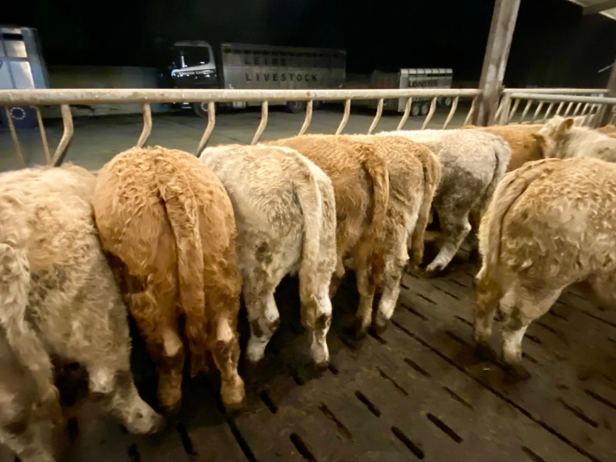 Lisdoonvarna Heifers 320kg - Image 2