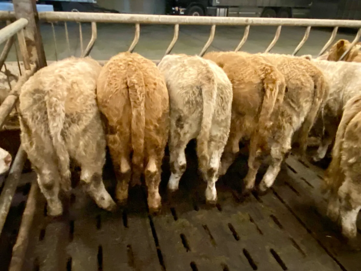 Lisdoonvarna Heifers 320kg - Image 3