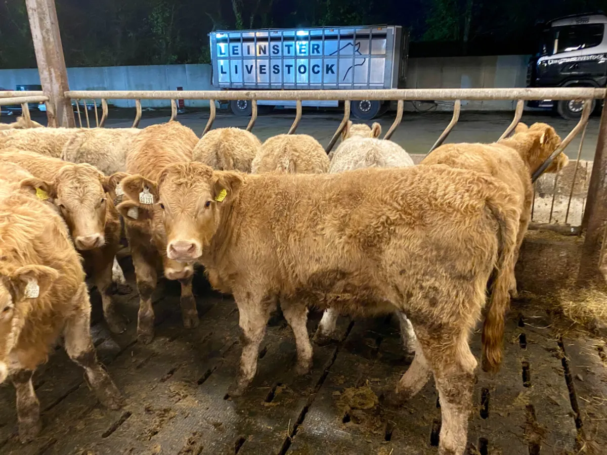 Lisdoonvarna Heifers 320kg - Image 1