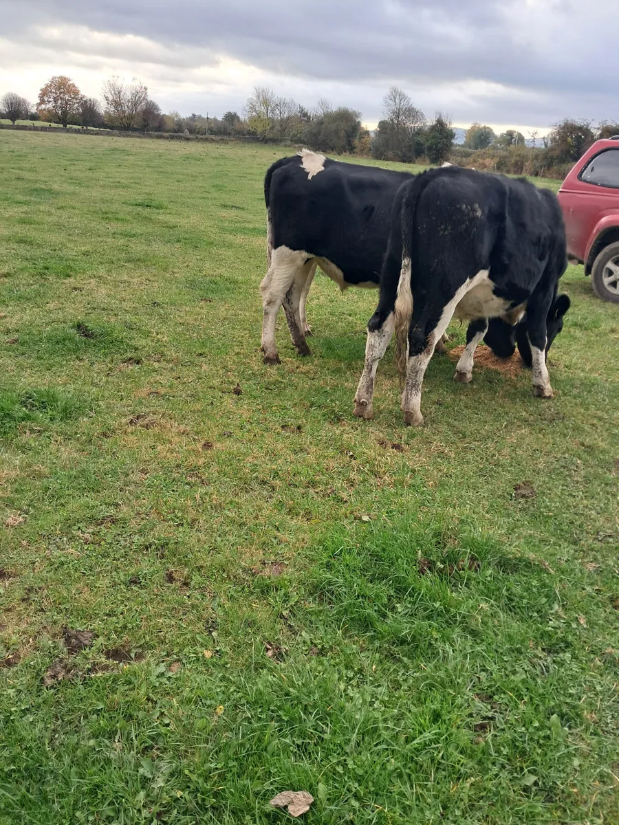 Friasian bullocks - Image 1