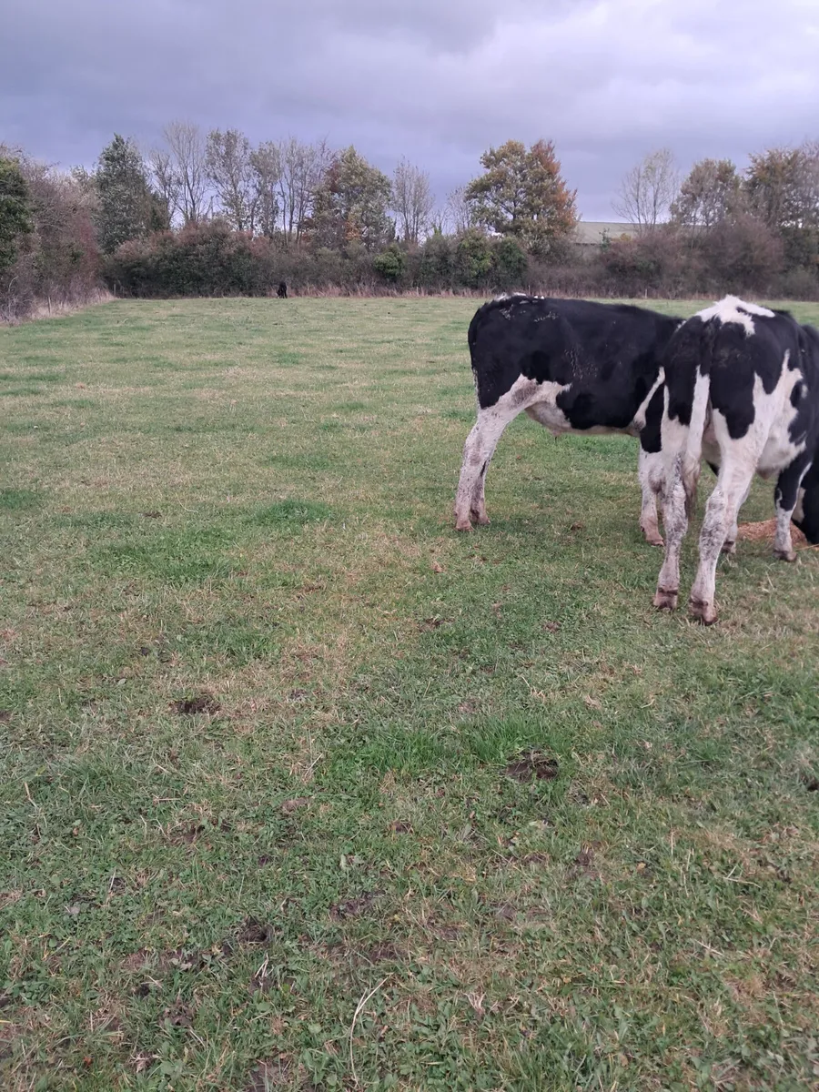 Friasian bullocks - Image 2