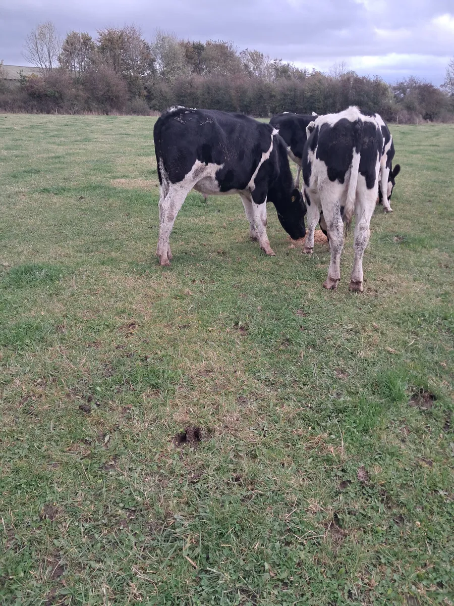 Friasian bullocks - Image 3