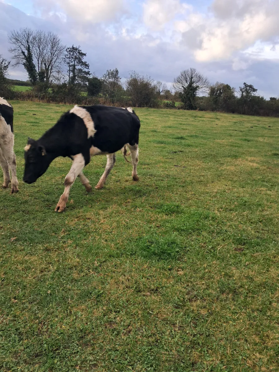 Friasian bullocks - Image 4