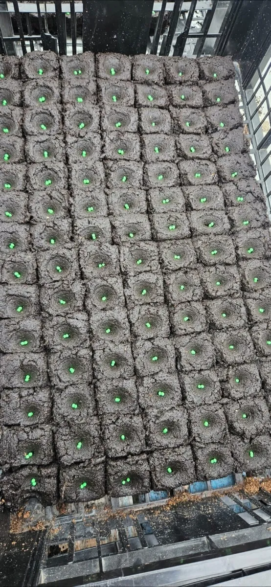 Fruit and veg plants for sale in Co. Monaghan for €30 on DoneDeal