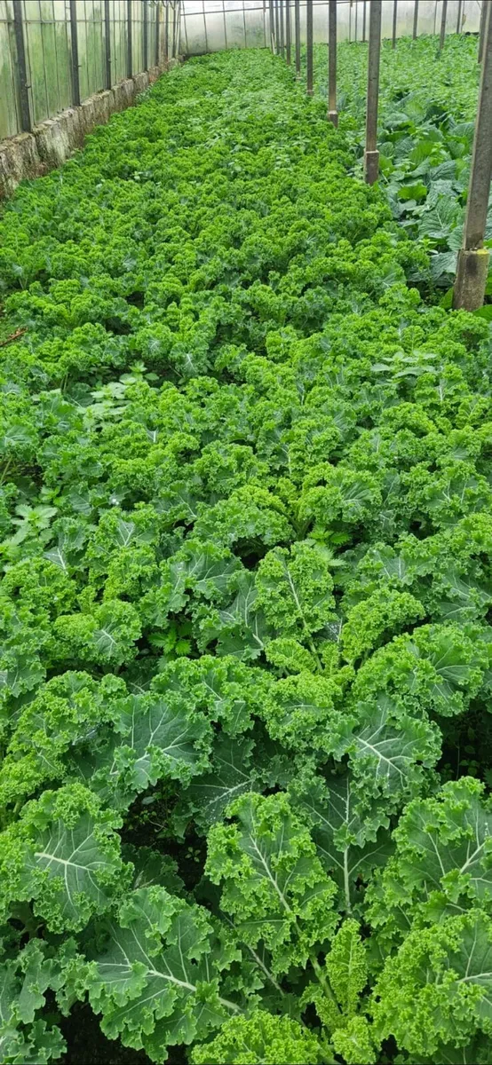 Fruit and veg plants for sale in Co. Monaghan for €30 on DoneDeal