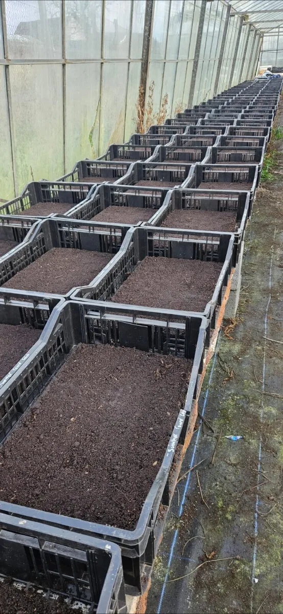 Fruit and veg plants for sale in Co. Monaghan for €30 on DoneDeal