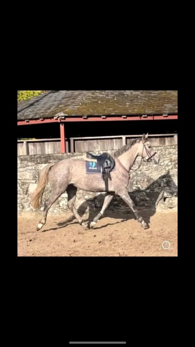 15hh Grey mare 3 year old horse for sale in Co. Down for €1,234 on DoneDeal