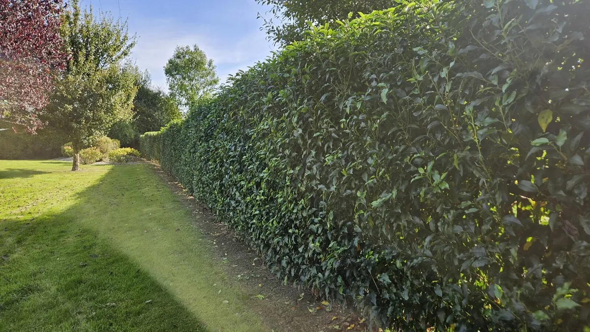 Portuguese laurel hedging - Image 3