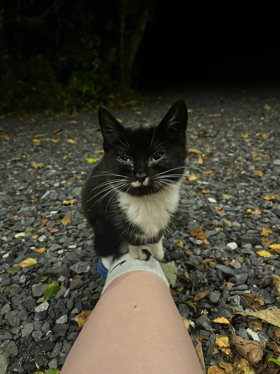 Kittens for sale in Co. Westmeath for €5 on DoneDeal