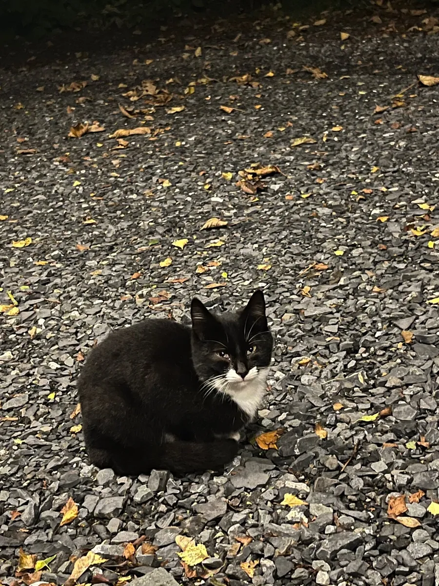 Kittens for sale in Co. Westmeath for €5 on DoneDeal
