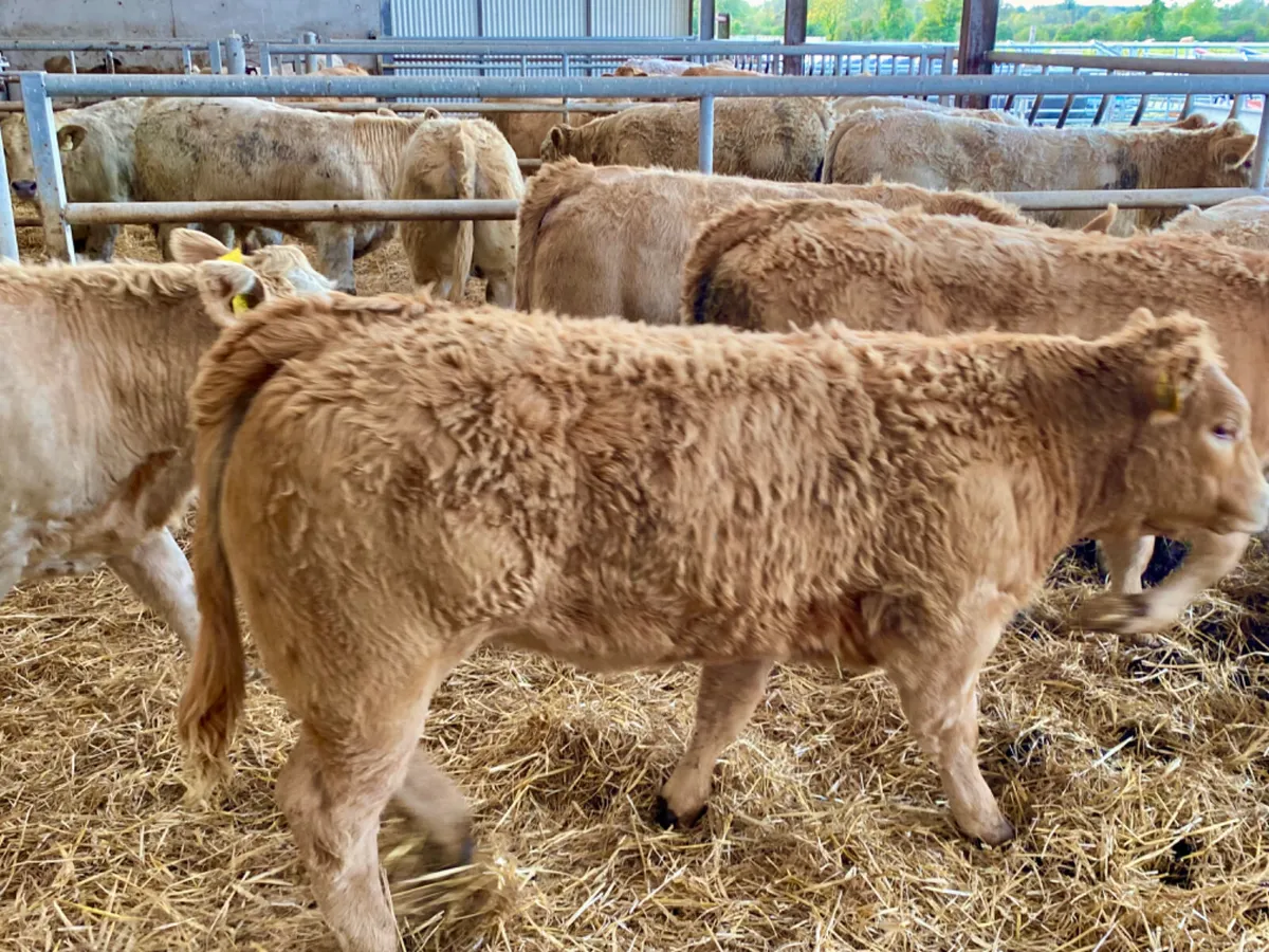 Golden Heifers - Image 1