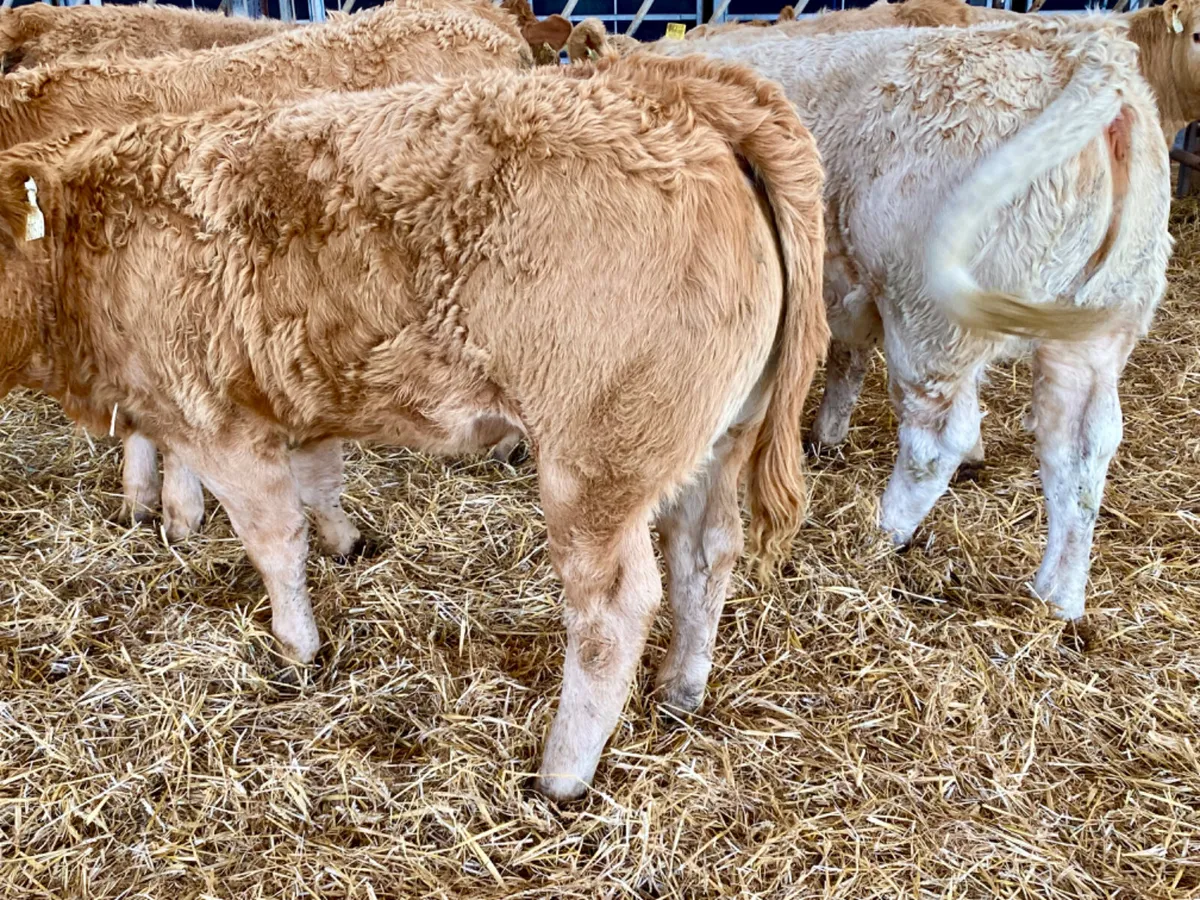 Golden Heifers - Image 3