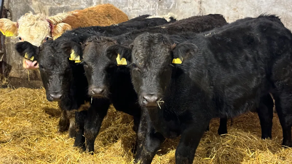 4 Quality Continental Bull Wealings - Image 1