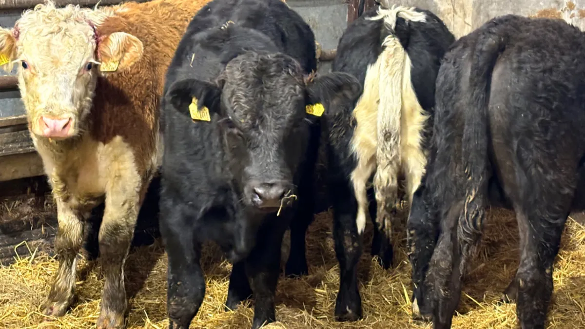 4 Quality Continental Bull Wealings - Image 2