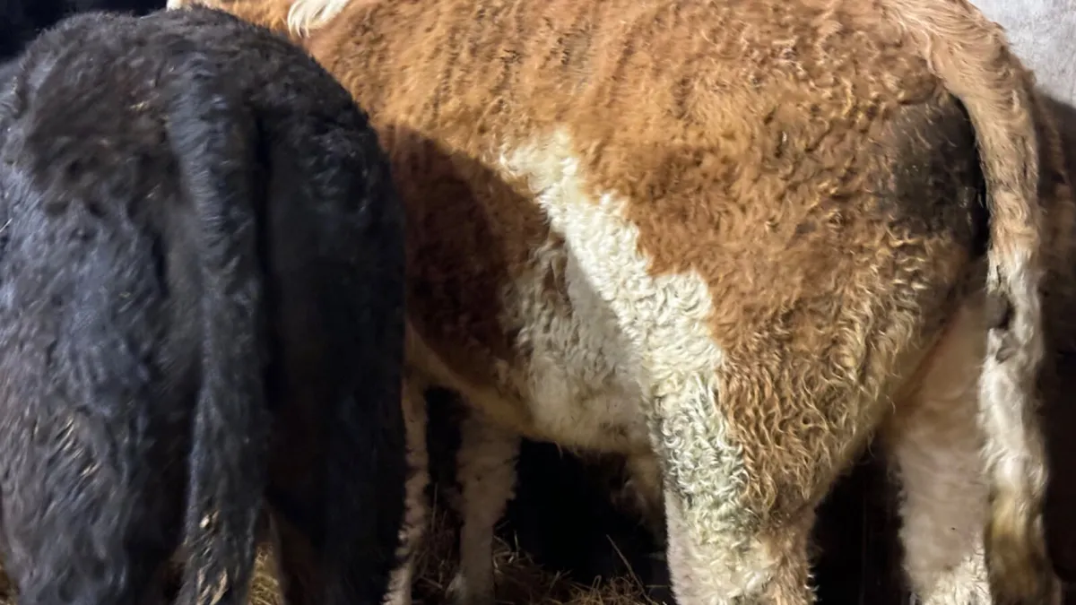 4 Quality Continental Bull Wealings - Image 3