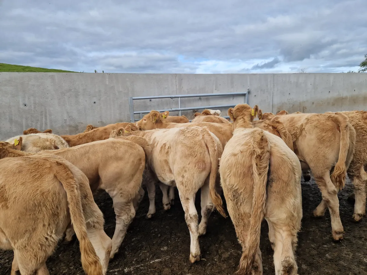 **200 Weanling Heifers** - Image 1